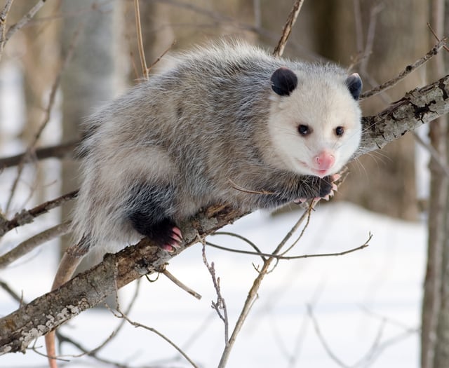 Virginia Opossums: A Fascinating Species