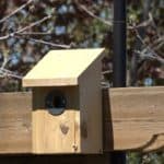 New Birdbox tenants!