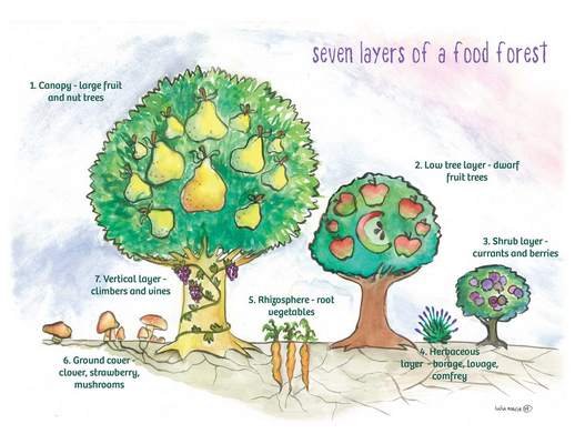 Food-forest