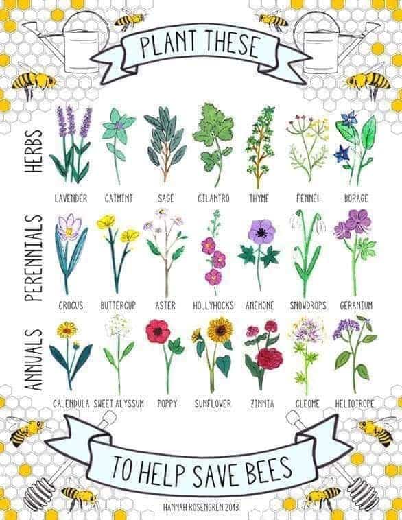 Plant these to save the bees