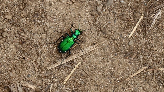 Beautiful green beetle