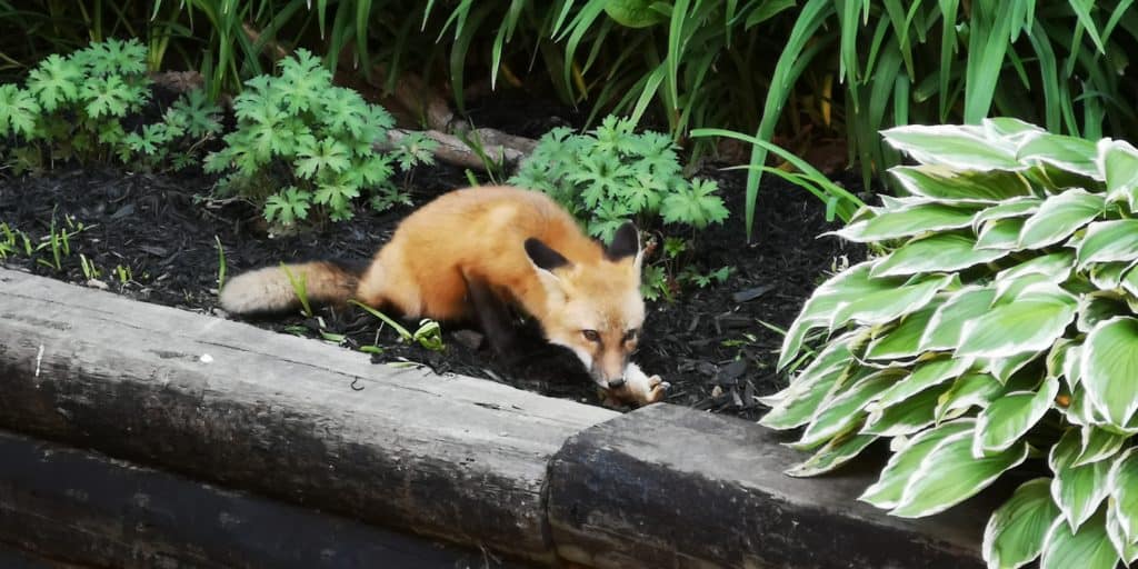 Fox sightings in Ancaster