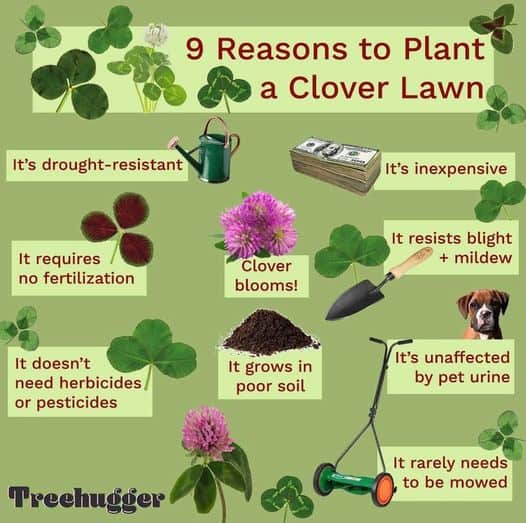 Plant clover in your lawn