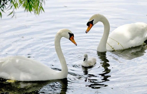 Swans with cygnet