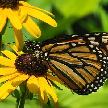 Monarch butterfly release into the wild