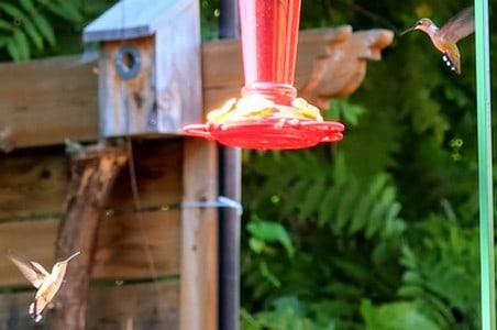 Ruby-throated hummers at my feeder