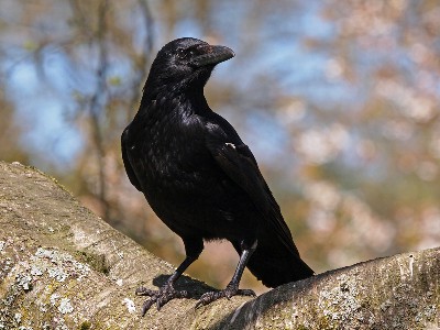 Crow eating fox grapes