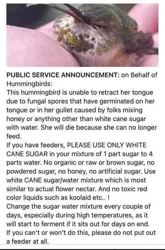 only use white cane sugar for feed