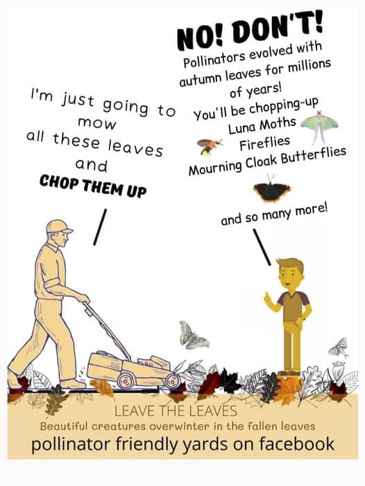 Leave your leaves alone