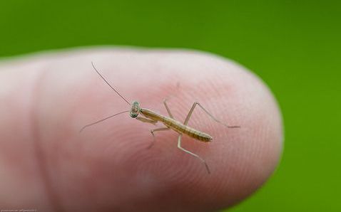How to Watch Praying Mantis Eggs Hatch: A Step-by-Step Guide