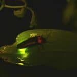 How to Photograph Fireflies