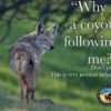 coyote following